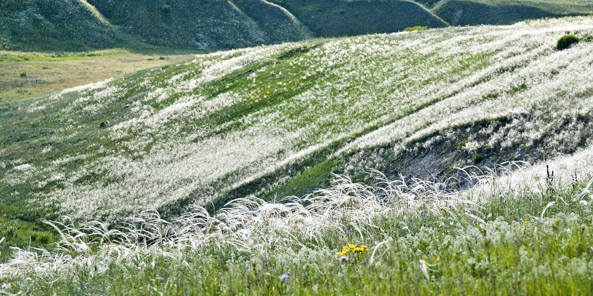 Єланецький степ Єланецький степ